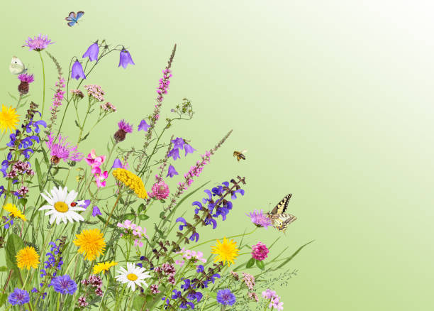 istock Colorful meadow flowers with green background 1387333911