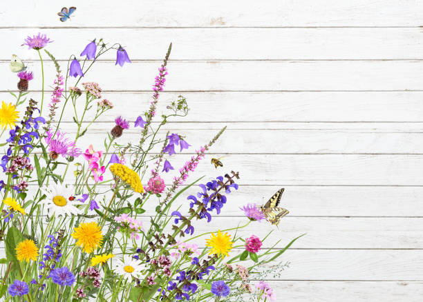 bunte wiesenblumen auf weißem holzhintergrund - purple thistle stock-fotos und bilder