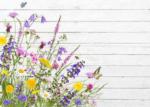 Meadow flowers and insects with white wooden background and space for text.