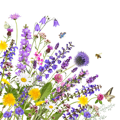 Various garden and meadow flowers with insects against a white background.
