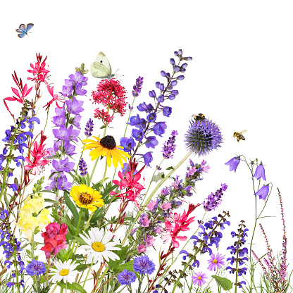 Colorful garden flowers with bee, bumblebee and butterflys against a white background.
