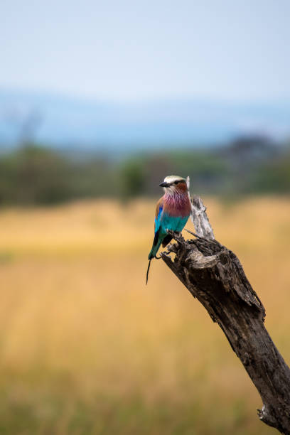 rullo dal petto lilla - ghiandaia marina pettolilla foto e immagini stock