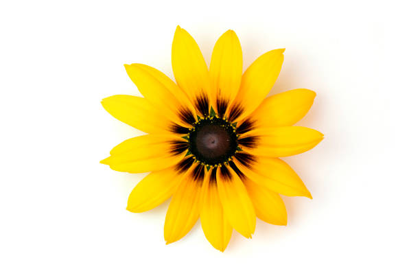 желтый цветок на белом фоне. рудбекия - golden daisy стоковые фото и изображения