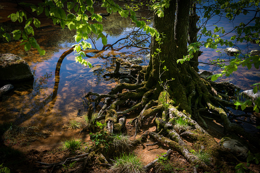 Green trees growing on the shore of a lake