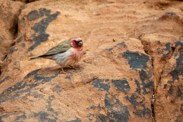 Sinai rosefinch (Carpodacus synoicus), Wadi Rum, Jordan.