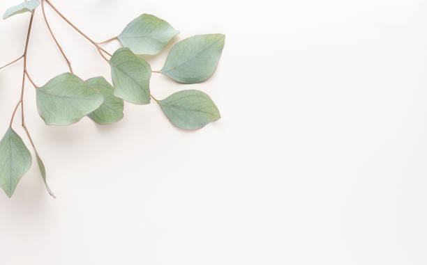 istock Eucalyptus composition. Pattern made of various colorful flowers on white background. Flat lay stiil life. 1387335626