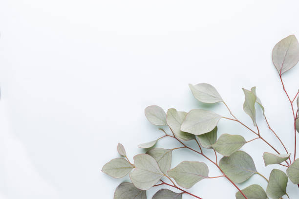 istock Eucalyptus composition. Pattern made of various colorful flowers on white background. Flat lay stiil life. 1387336803