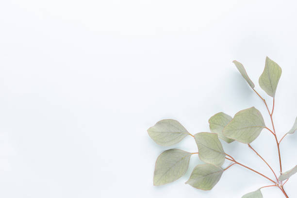 istock Eucalyptus composition. Pattern made of various colorful flowers on white background. Flat lay stiil life. 1387336835