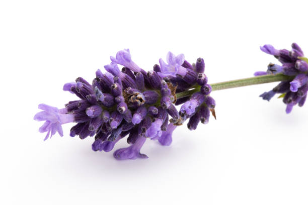 istock Lavender flowers on a white background. 1387337041