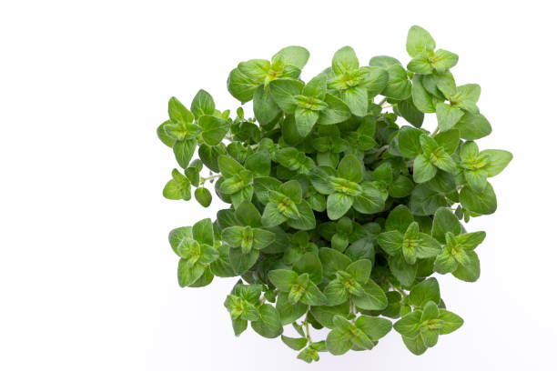 istock Fresh green spices isolated on white background, top view. 1387337147
