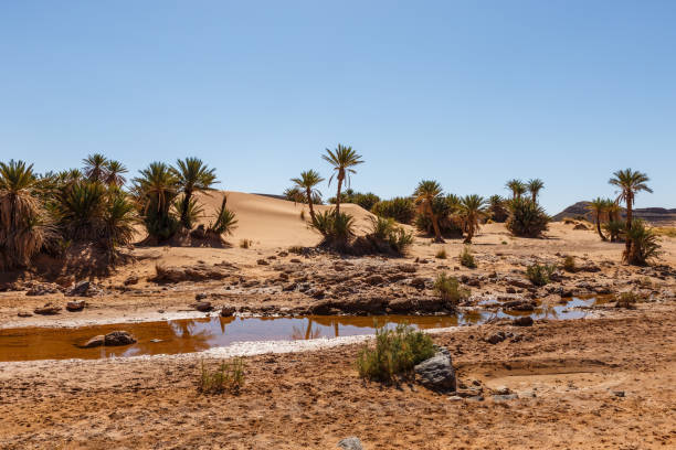 istock oasis in the sahara desert 1387338502