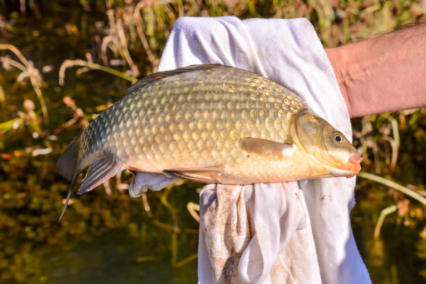 istock Fish Catched by a Fisherman 1387339237