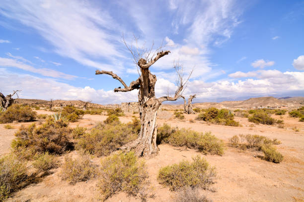 istock Dry Desert Landscape 1387339284