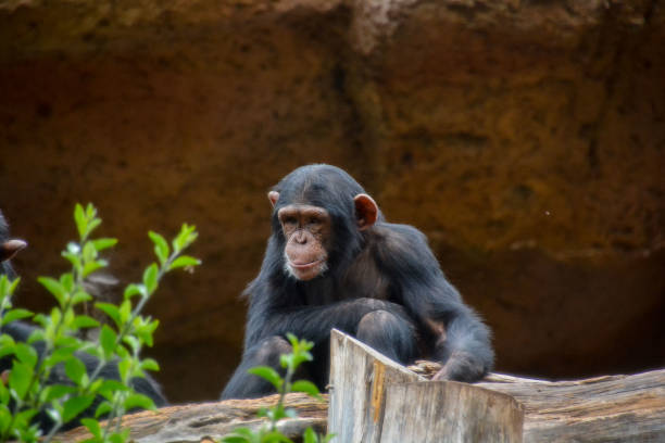 istock Black Chimpanzee Mammal Ape 1387339305
