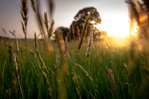 Close focus among tall grass at sunset. Trees can be seen behind.
