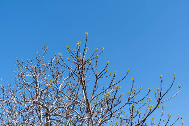 First small leaves on a branch who was born from a buds on fig tree branches