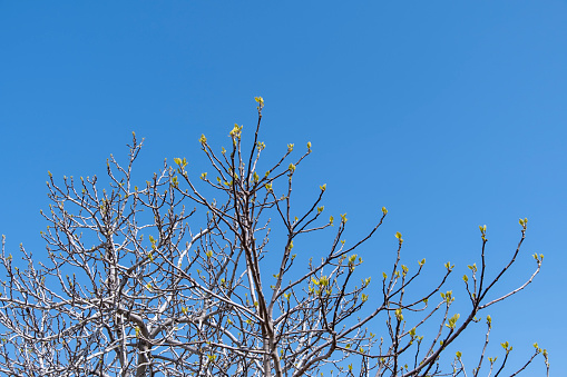 Bare tree branches against a blue sky.