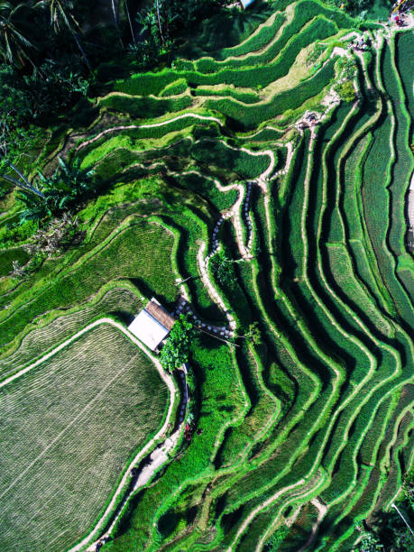 istock Tegallalang Rice terraces 1387345790