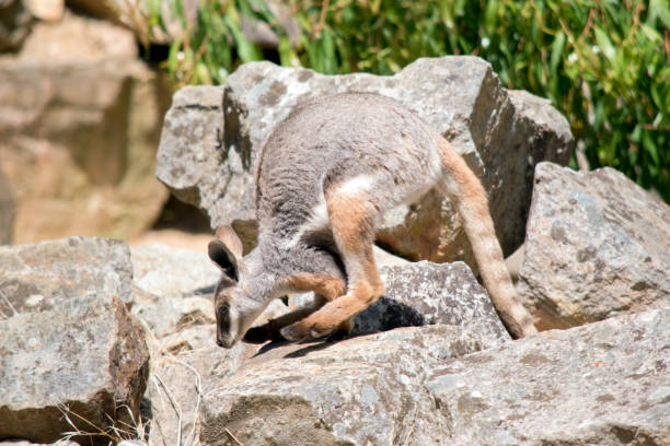 istock this is a side view of a joey  yellow footed rock wallaby 1387345925