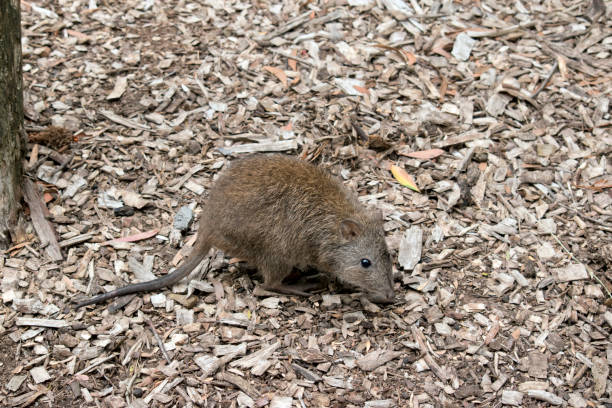 длинноносый потору похож на крысу - long nosed potoroo стоковые фото и изображения