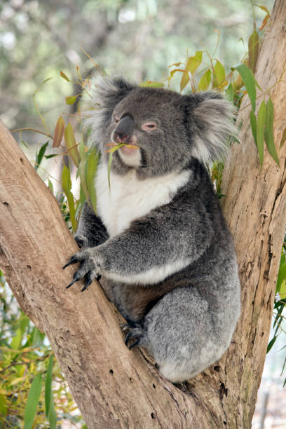 istock the koala is a grey and white marsupial which lives in trees 1387345934