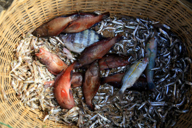 BASKET - PESCADO - ARTISANAL FISHERY"n fish are seen in a basket in a artisanal fishery in the city of Salvador, this Friday (13) proteína stock pictures, royalty-free photos & images