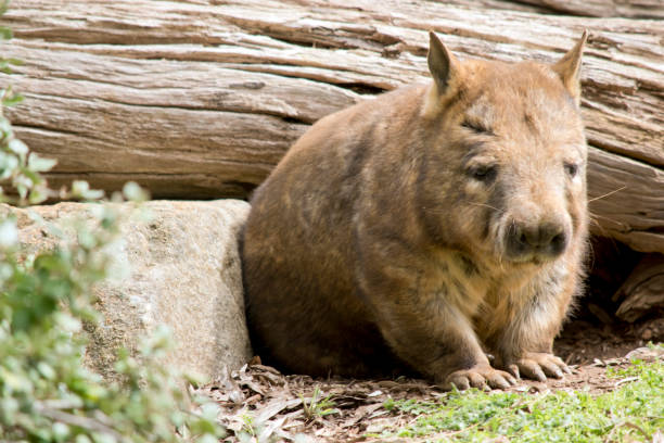 the Southern hairy nosed wombat is emerging from his underground home
