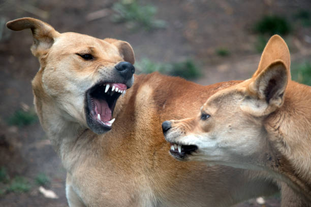 los dos dingos están peleando para ver cuál es el perro alfa - perro salvaje fotografías e imágenes de stock