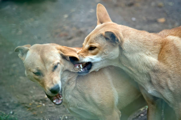 istock the two dingos are fighting to see which is the alpha dog 1387347109
