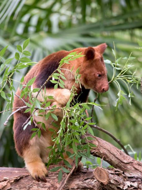 istock the tree kangaroo is eating leaves from the tree 1387347159