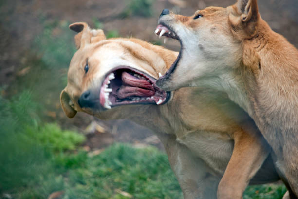 istock the two dingos are fighting to see which is the alpha dog 1387347160