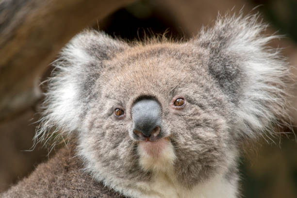 istock this is a close up of an Australian Koala 1387347240