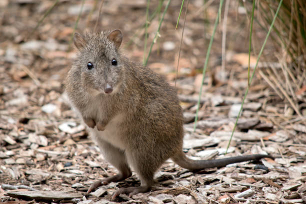 le potoroo à long nez ressemble à un rat - potoroo photos et images de collection