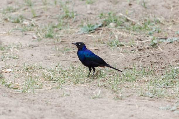 istock Rueppells starling, Lamprotornis purpuroptera 1387347438