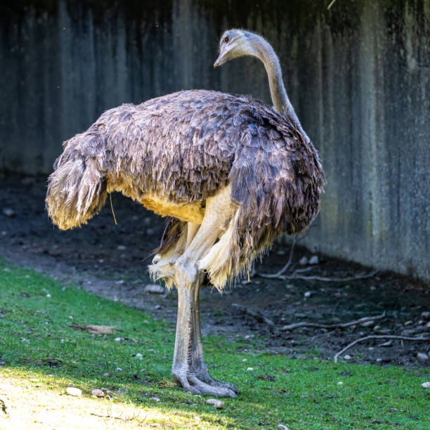 istock The common ostrich, Struthio camelus, or simply ostrich 1387347518