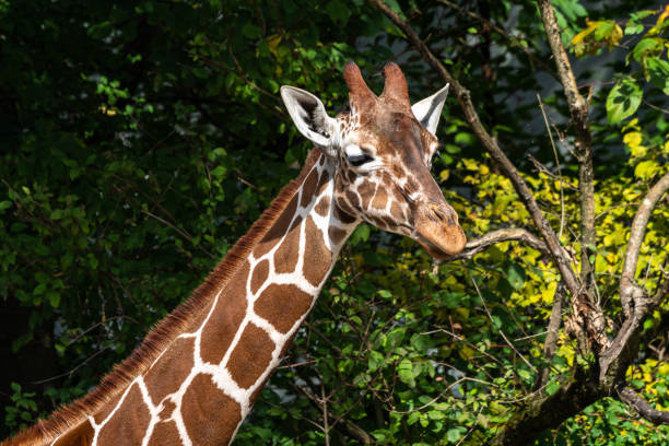 istock The giraffe, Giraffa camelopardalis is an African mammal 1387347543