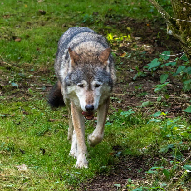 istock European Grey Wolf, Canis lupus in a german park 1387347598