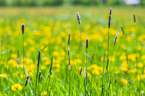 Timothy grass and yellow wild flowers growing on a field on a summer day, natural photo background with soft selective focus