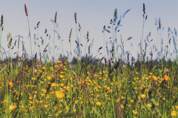 istock Summer meadow background, natural photo 1387349678