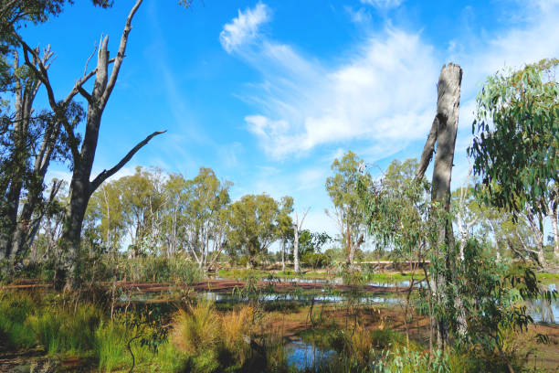 The Broken Creek makes up part of the Boundary of the Park in the Northern Country