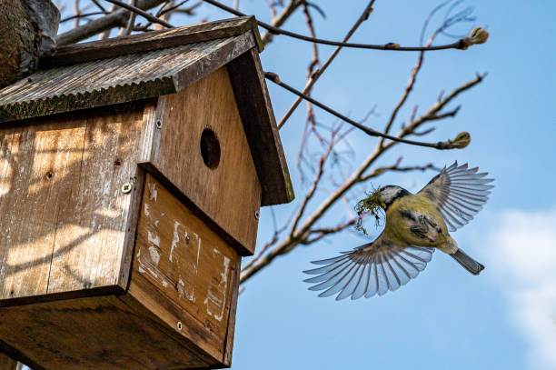 Garden wildlife, bluetits, cyanistes caeruleus, in flight building a nest of moss and twigs In flight, garden wildlife as bluetits, cyanistes caeruleus, build a nest of moss and twigs from a tree nestbox parus palustris stock pictures, royalty-free photos & images