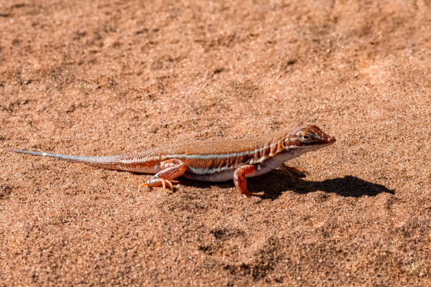 shovel-snouted lizard in namibia - snouted imagens e fotografias de stock