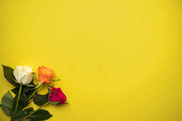 istock multi-colored roses on a yellow background. place for text 1387352874