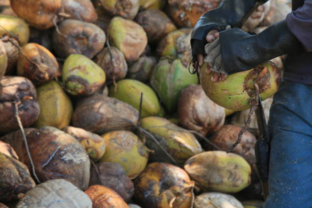 istock coconut harvest in bahia 1387353204