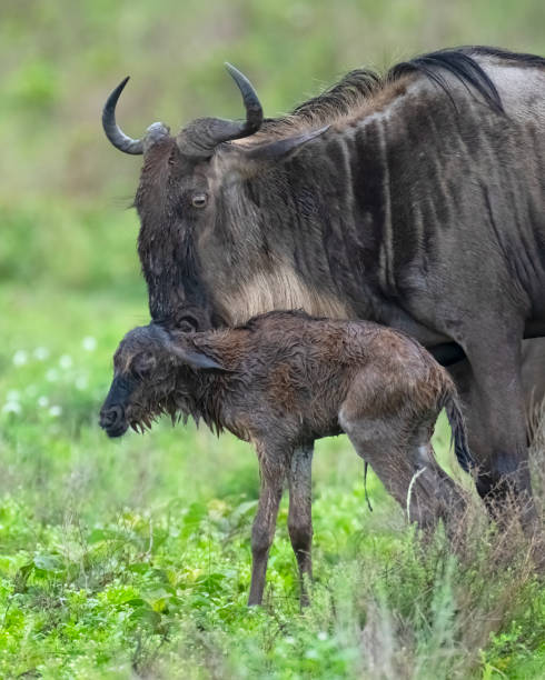 istock A Newborn Wildebeest Calf Walking with its Mother 1387355335