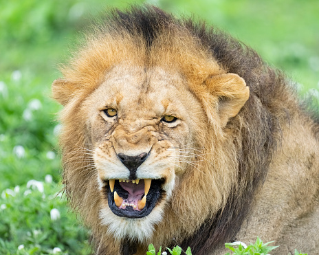 Single male lion (Panthera leo) in bushes with mouth open showing teeth during flehmen response at Maasai Mara National Park, Kenya