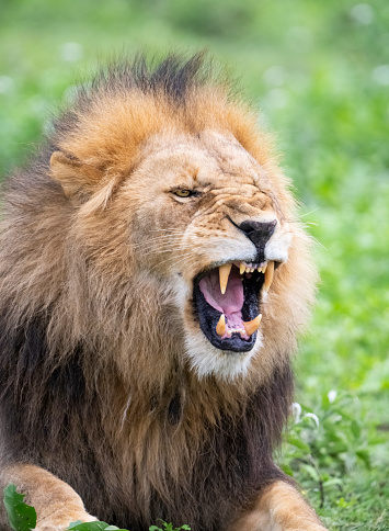 Lion (Panthera leo) male snarling close-up. Ndutu region of Ngorongoro Conservation Area, Tanzania, Africa