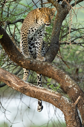 Leopard (Panthera pardus) in an Acacia Tree. Ndutu region of Ngorongoro Conservation Area, Tanzania, Africa