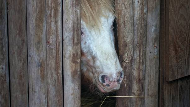istock The calf stands in a stall and looks out through a small hole 1387357361