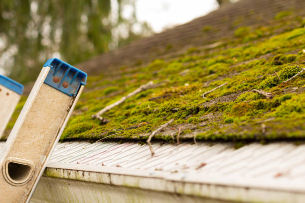 Ladder against a dirty gutter, moss on roof shingles stock photo
